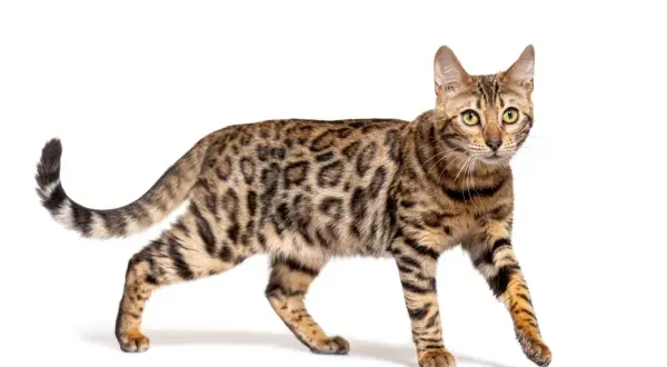 Piękny kot bengalski z cętkowanym futrem, gotowy do adopcji. Sprawdź kot bengalski cena.