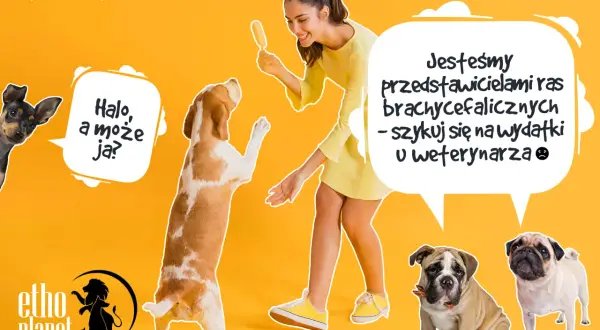 Radosna dziewczyna z lodem i pieski, w tym buldog i mops. Idealny pies dla dzieci, który potrzebuje troski weterynaryjnej.