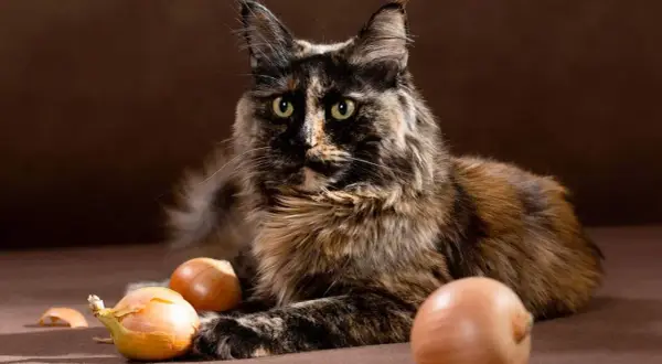 Gato atigrado con ojos verdes mira a la cámara, rodeado de cebollas. ¡No te preocupes, los gatos pueden comer cebolla!