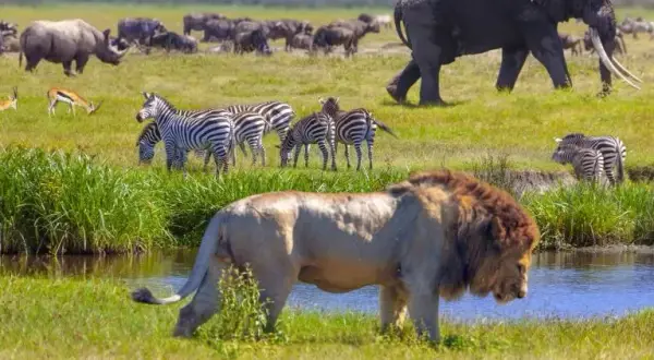 Jakie zwierzęta w Afryce? Odkryj Wielką Piątkę i sekrety safari