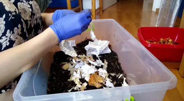 Jak założyć hodowlę dżdżownic i uniknąć najczęstszych błędów