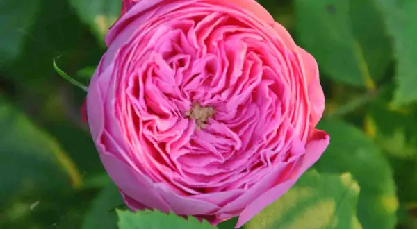 En vacker, rosa ros med många kronblad. En perfekt blomma att plantera rosor med i trädgården.