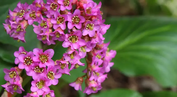 Kwitnąca bergenia sercolistna w kolorze fuksji, z zielonymi liśćmi w tle.