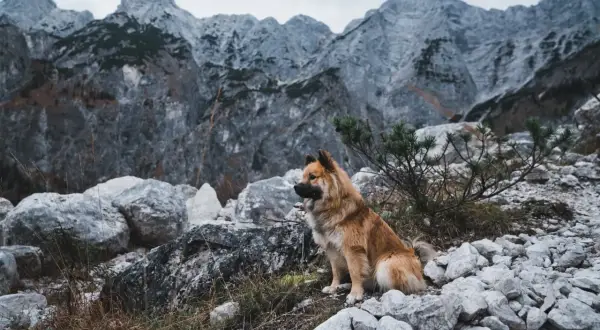 Pies siedzi na kamienistym szlaku w Górach Izerskich, wpatrując się w skaliste szczyty.