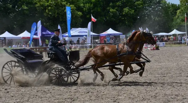 Stadnina ogierów Gniezno - historia, hodowla i atrakcje rekreacyjne