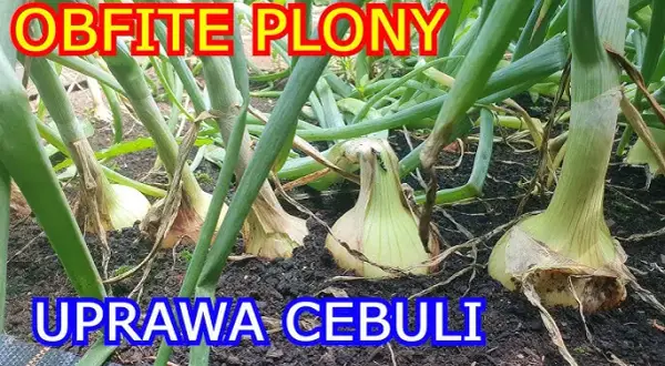 Kiedy siać cebulę? Idealny termin i metody na obfity plon