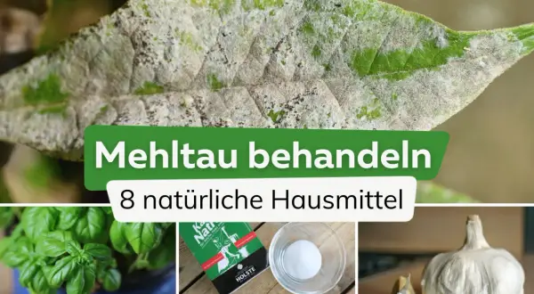 Befallenes Blatt mit weißem Belag. Daneben: Basilikum, ein Buch über natürliche Hausmittel, Salz und Knoblauch. So bekämpfen Sie Mehltau.