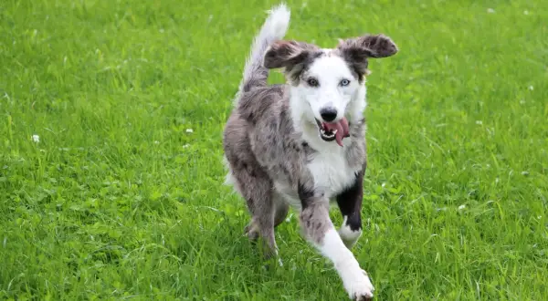Ein fröhlicher Weimaraner Australian Shepherd Mix mit heterochromen Augen rennt über eine grüne Wiese.