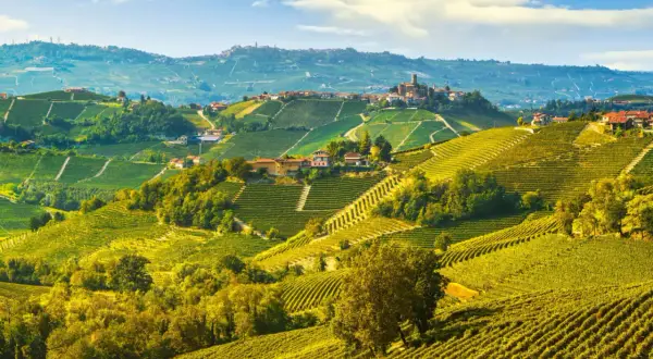 Colline ondulate dei paesi delle Langhe, ricoperte da vigneti dorati e punteggiate da casali in pietra sotto un cielo azzurro.