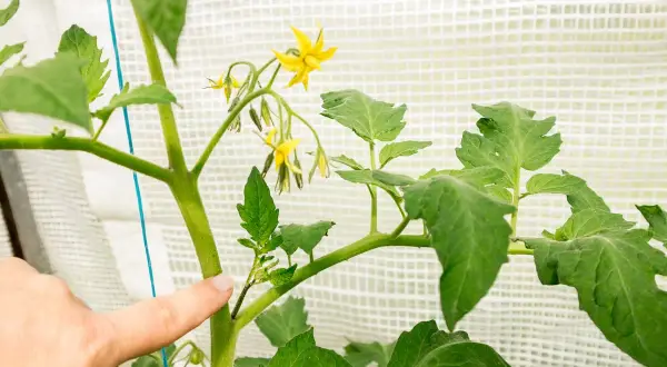 Finger zeigt auf Geiztrieb einer Tomatenpflanze. Das Ausgeizen fördert das Wachstum von Früchten.