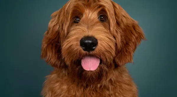 Uroczy rudy labradoodle z językiem na wierzchu. Sprawdź labradoodle cena, jeśli szukasz swojego nowego przyjaciela.
