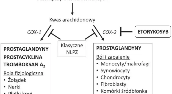 Schemat pokazuje, jak kwas arachidonowy przekształca się w prostaglandyny. Etorykosyb hamuje COX-2, wpływając na ból i zapalenie.