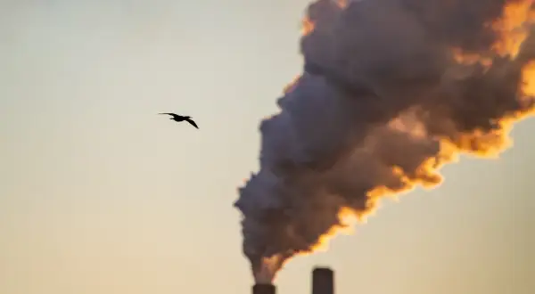 Ptak leci na tle dymu z komina, symbolizującego stężenie CO2 w atmosferze.