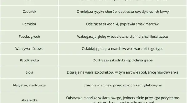 Tabela podpowiada, co siać obok marchwi: cebula, czosnek, pomidor, fasola, zioła, nagietek, aksamitka, lawenda.