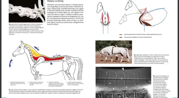 Anatomia konia: zgięcie szyi wpływa na kłodę, aktywując mięśnie grzbietu i brzucha.