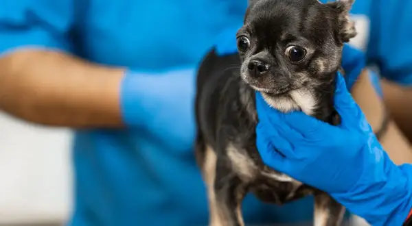 Veterinario examina a un chihuahua con el ano irritado. ¿Qué le puedo poner?