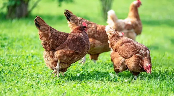 Mehrere braune Hühner auf einer grünen Wiese. Ein Huhn atmet schwer, während es nach Futter sucht.