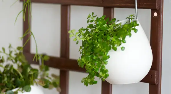 Kwietnik na ścianę DIY: Proste instrukcje i pomysły na zieleń