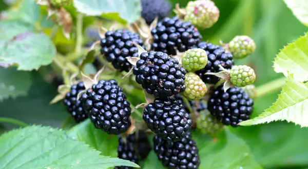 Reife, saftige Brombeeren hängen am Strauch. Diese gesunden Früchte sind voller Vitamine und ein Genuss für den Sommer.