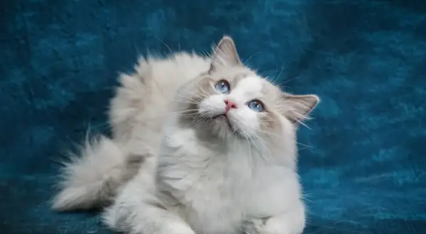 Mały kot ragdoll z niebieskimi oczami patrzy w górę na tle niebieskiego materiału.