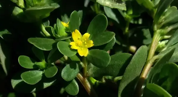 Ein kleines, gelbes Blümchen auf einem Portulak. Was ist Portulak? Eine fleischige Pflanze, die man essen kann.