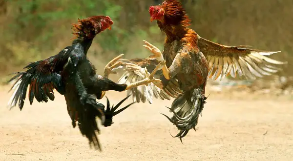 Deux coqs se battent violemment. Pour savoir comment calmer une poule agressive, il faut observer leur comportement.