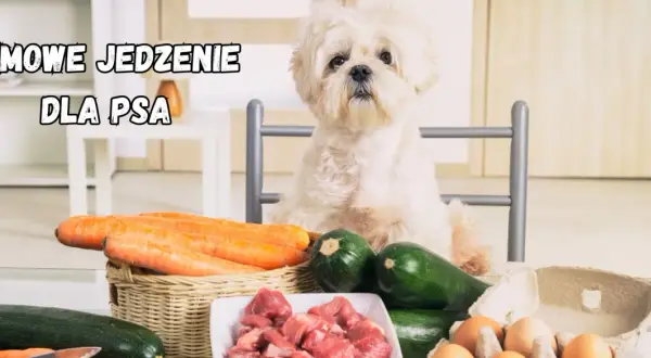 Biały piesek czeka na domowe jedzenie dla psa: marchew, cukinia, mięso i jajka.