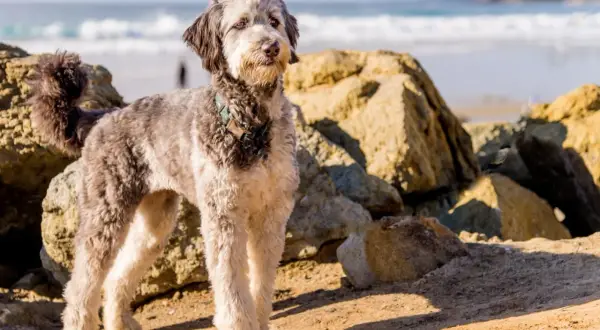 Ein erwachsener Mini Aussiedoodle steht am Strand, umgeben von Felsen.