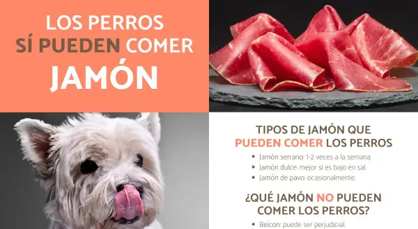 Un perro blanco con la lengua fuera mira con deseo unas lonchas de jamón serrano. Los perros sí pueden comer jamón serrano con moderación.