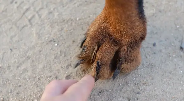 Eine Hand berührt die Pfote eines grannen Hundes. Sand und Grashalme kleben im Fell.