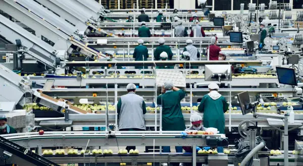 Operai in una linea di confezionamento mele, un esempio di efficiente gestione orari dipendenti per ottimizzare la produzione.