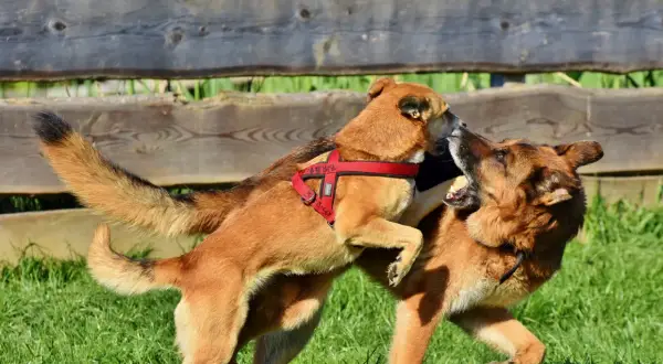 Zwei Hunde mit einem fröhlichen Spielgesicht tollen im Gras herum. Einer springt den anderen an, die Zungen hängen heraus.