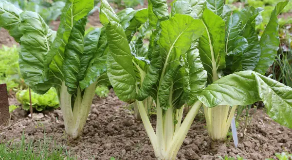 Frisch aus dem Garten: gesunde mangold pflanzen mit großen, grünen Blättern und hellen Stielen wachsen im Beet.