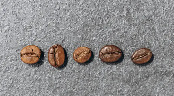 Pięć ziaren kawy na szarym tle. Różnice między arabica a robusta są widoczne w ich kształcie i teksturze.