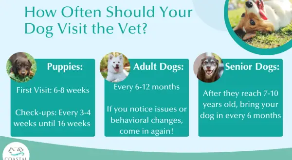 Infographic detailing how often should i take my dog to the vet: puppies (6-8 weeks first visit, check-ups every 3-4 weeks until 16 weeks), adult dogs (every 6-12 months, or if issues arise), and senior dogs (every 6 months after 7-10 years old).