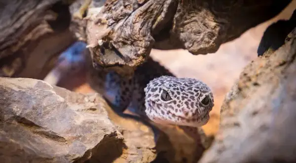 Jak powinno wyglądać terrarium dla gekona lamparciego, aby uniknąć błędów?