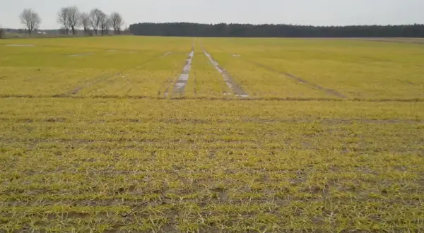 Młody jęczmień na polu, z widocznymi śladami po maszynach i kałużami. W oddali las i drzewa.