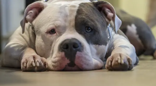 Uroczy american bully classic leży na podłodze, z pyszczkiem opartym na łapach.
