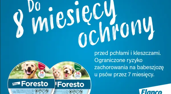Jak działa obroża na pchły? Poznaj skuteczność i działanie!