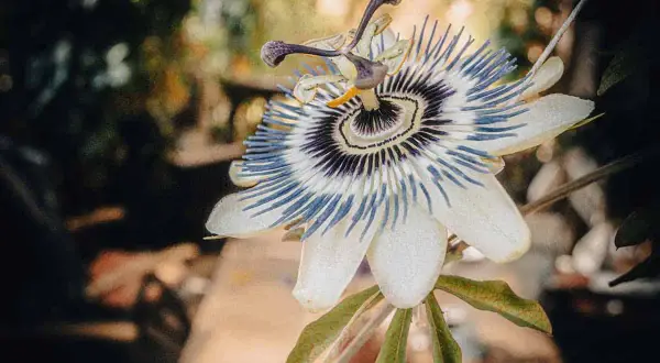 Une bouture passiflore, fleur exotique aux pétales blancs et filaments bleus et violets, s'épanouit dans un jardin.