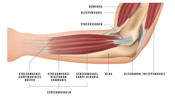 Detailansicht der Ellenbogen Anatomie mit Muskeln wie Bizeps und Trizeps sowie Knochen wie Humerus und Ulna.