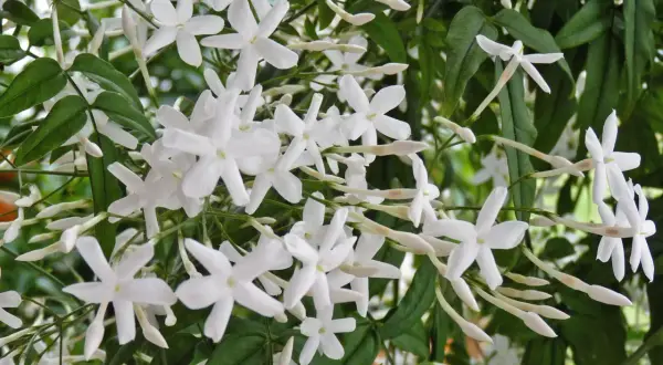 Zarte weiße Jasminblüten und Knospen, bereit zum Jasmin schneiden.