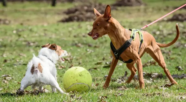 Perro agresivo con otros perros, gruñe a un perro blanco y marrón junto a una pelota de tenis.