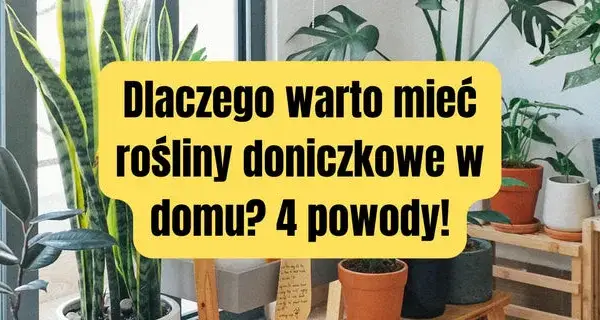 Dlaczego uprawiamy rośliny doniczkowe? Odkryj ich niesamowite korzyści