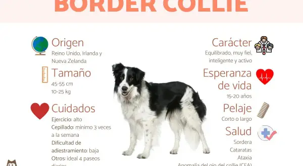 Un border collie negro y blanco, con información sobre su origen, tamaño, cuidados, carácter, esperanza de vida, pelaje y salud.