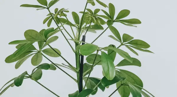 En grön paraplyaralia stickling med många blad som växer uppåt mot en vit bakgrund.