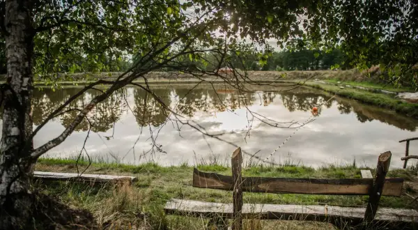 Spokojne łowisko z pomarańczową piłką na wodzie, pod drzewem.