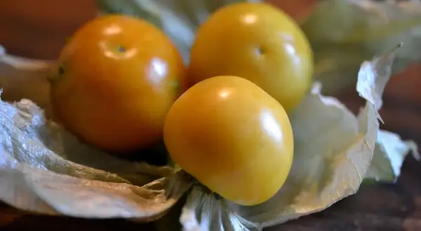 Tre gyllene physalisfrukter vilar i sina pappersliknande höljen, redo att odla mer sötma.