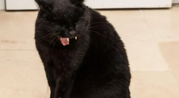 Gato negro con la boca abierta, mostrando sus colmillos y lengua rosada. Parece que tiene tos en gatos.