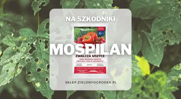 Mospilan zwalcza mszyce i inne szkodniki. Sprawdź mospilan dawkowanie na warzywa, owoce i rośliny ozdobne.